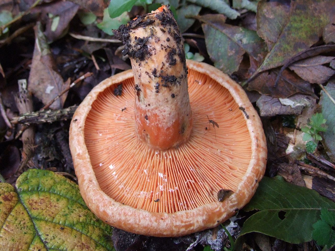 1280px-Lactarius_deterrimus_G1.jpg