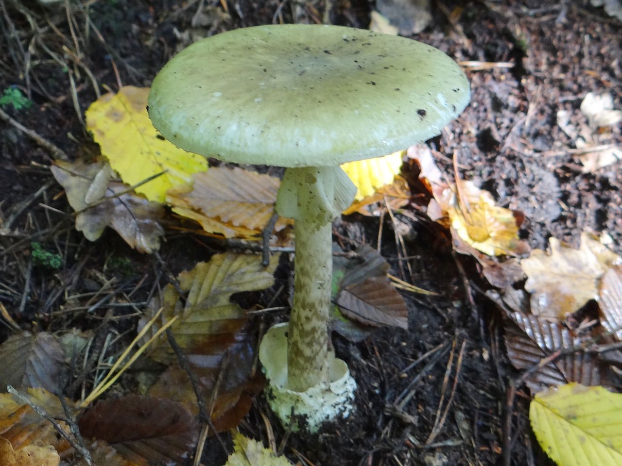 Amanita_phalloides_a1_(1).JPG