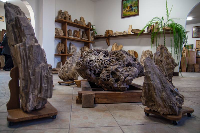 skamieniale_drzewa_fot.LOT.Roztocza.jpg