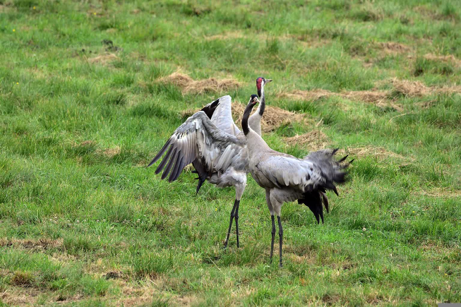 cranes-gd4c595eeb_1920.jpg