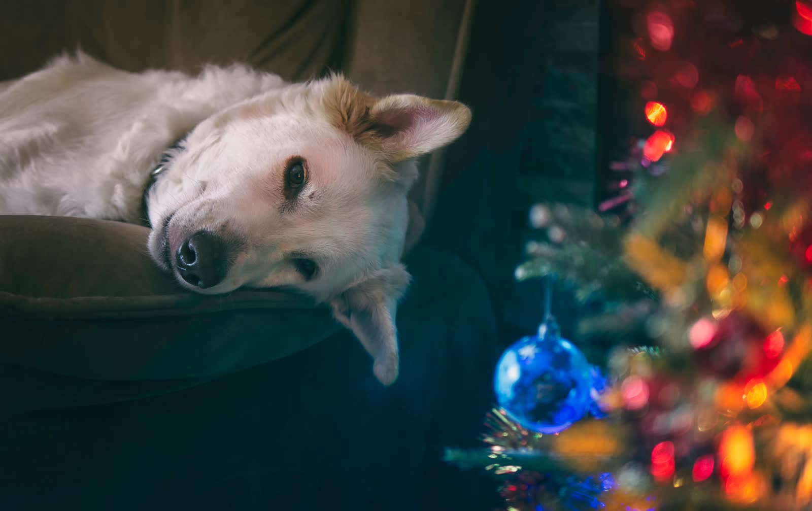 pexels-kostya-levit-naddubov-844454.jpg